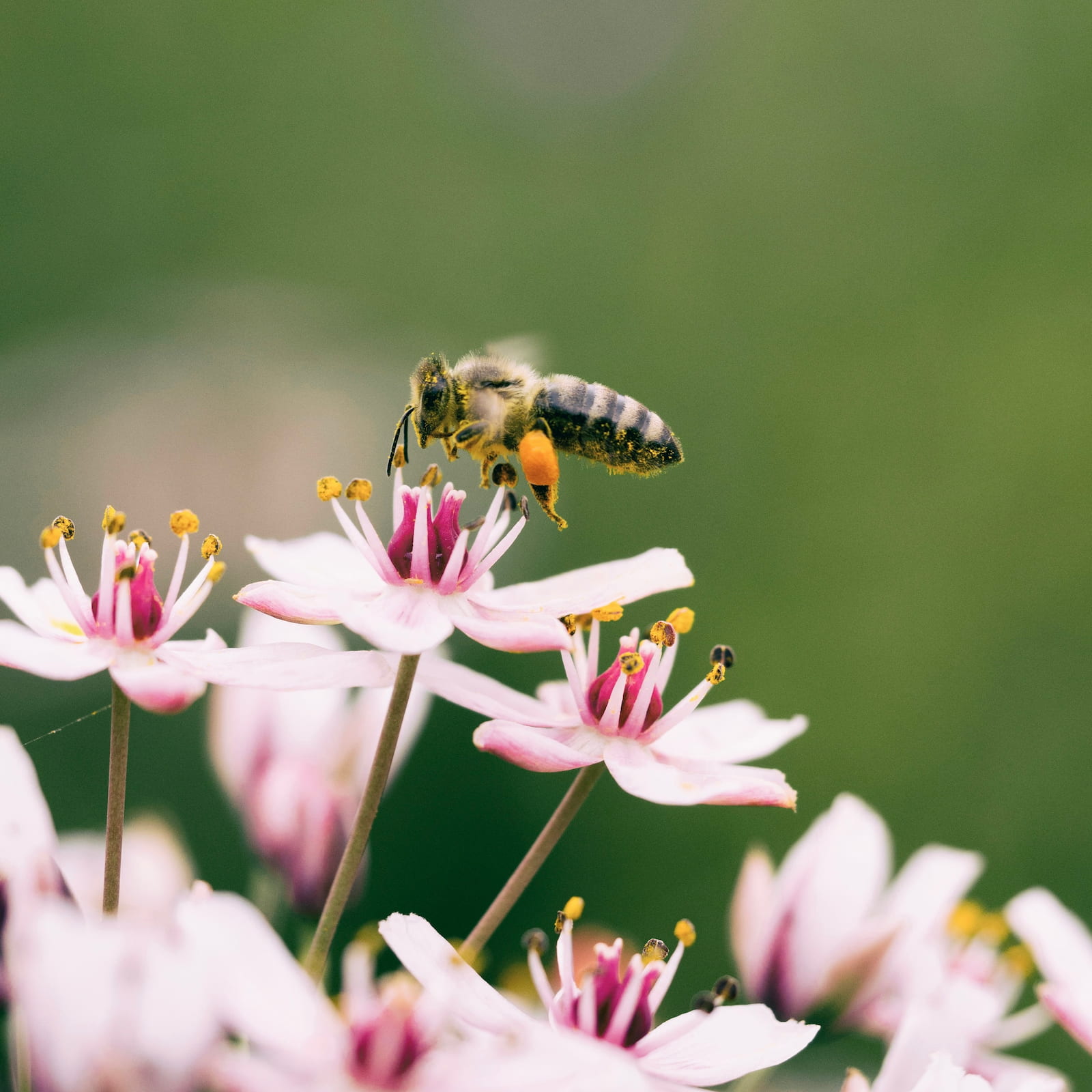 Biodiversité à Terraphile